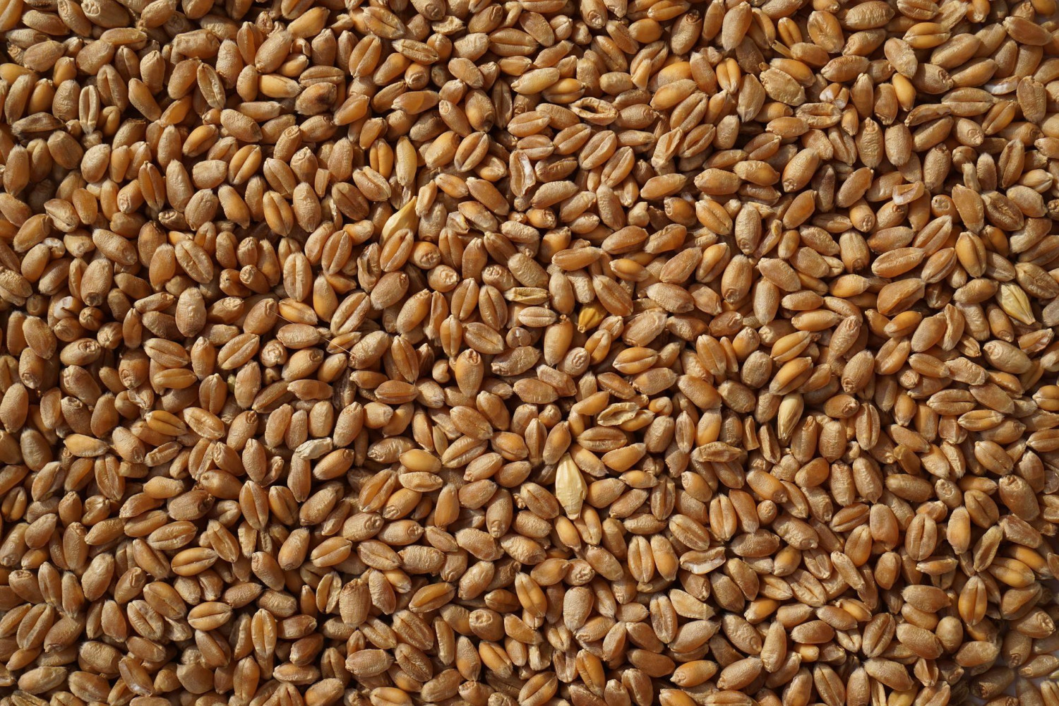 Пшеница кормовая